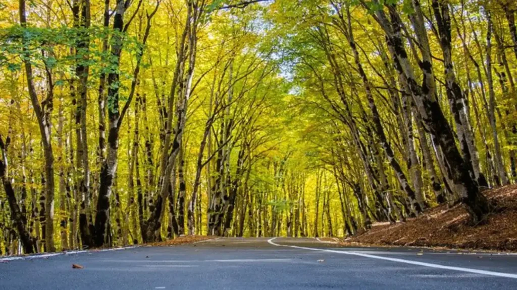 جنگل سابادوری از جاهای دیدنی تفلیس