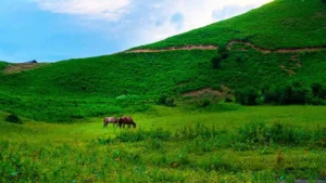 دشت هویج