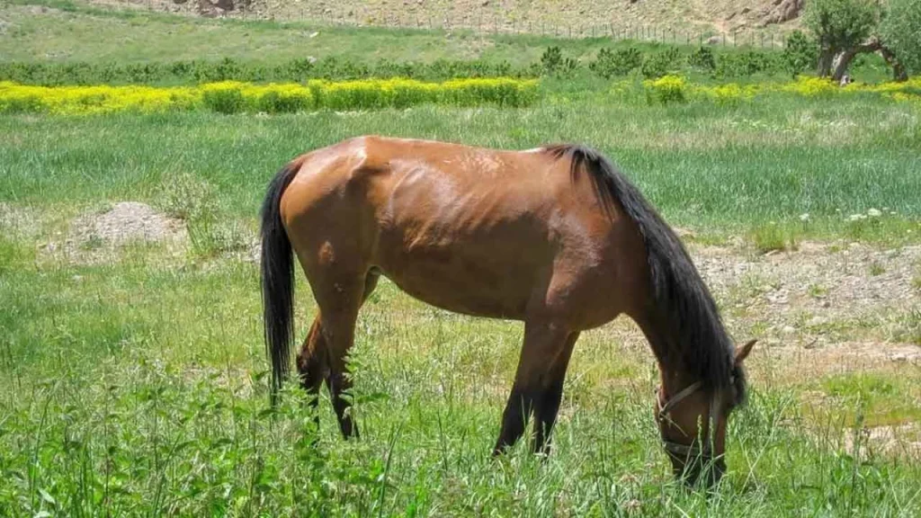 دشت گرچال یا هویج