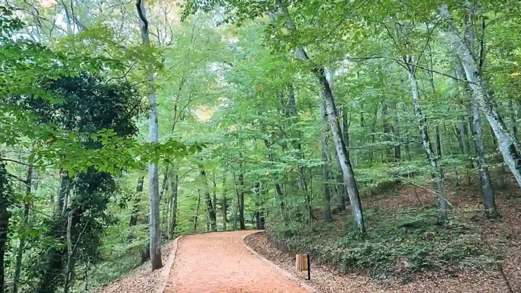 جنگل طبیعی فلوریا آتاتورک