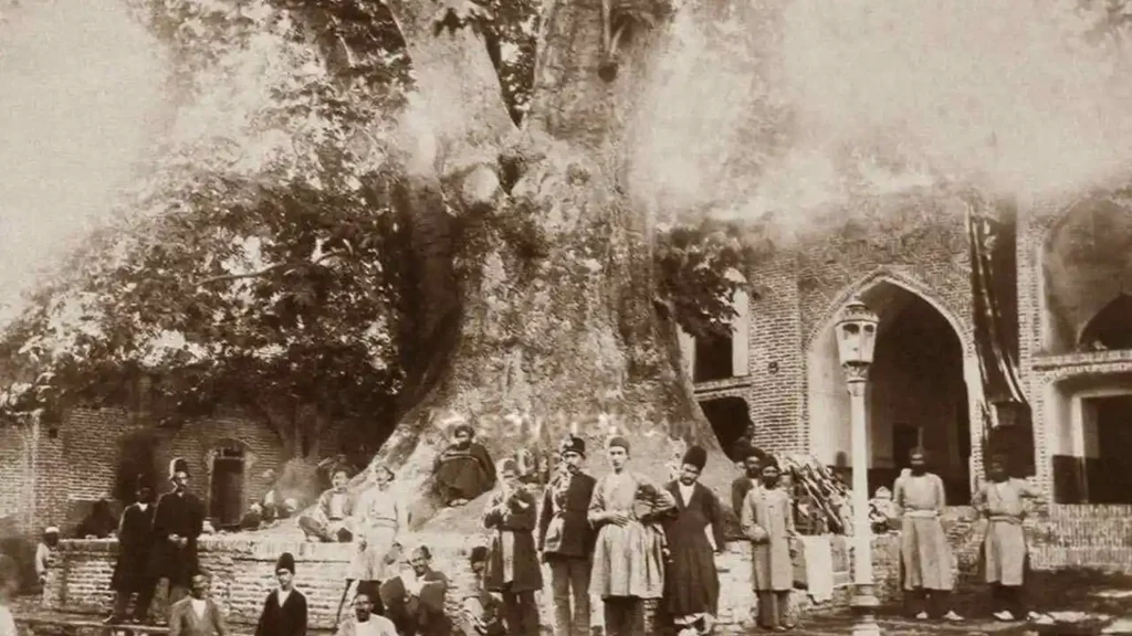 درخت چنار کهن سال محوطه