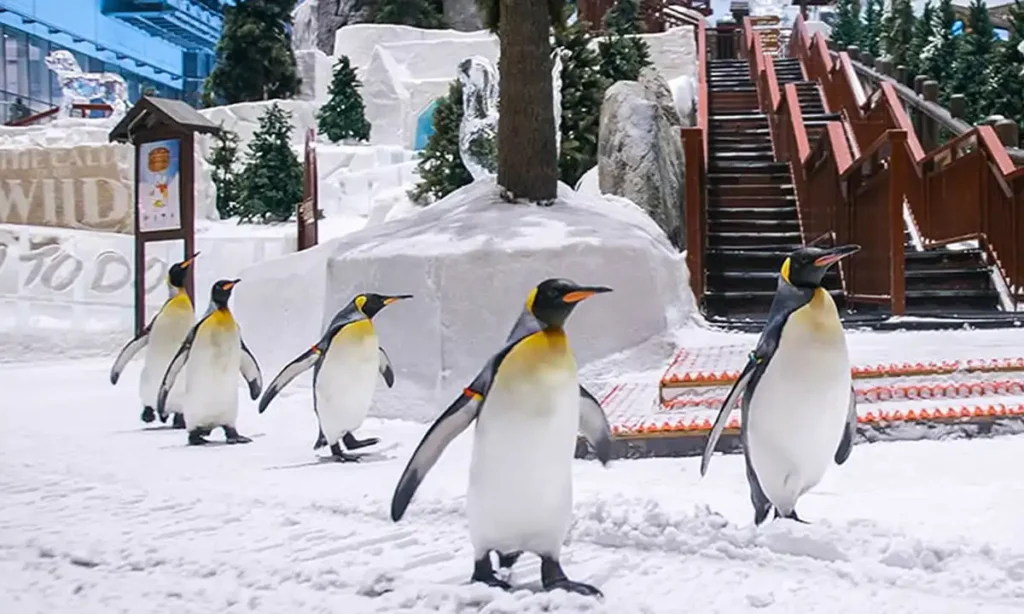 پنگوئن ها در Ski Dubai