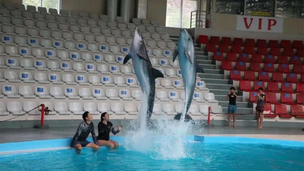 دلفیناریوم شهر استانبول
