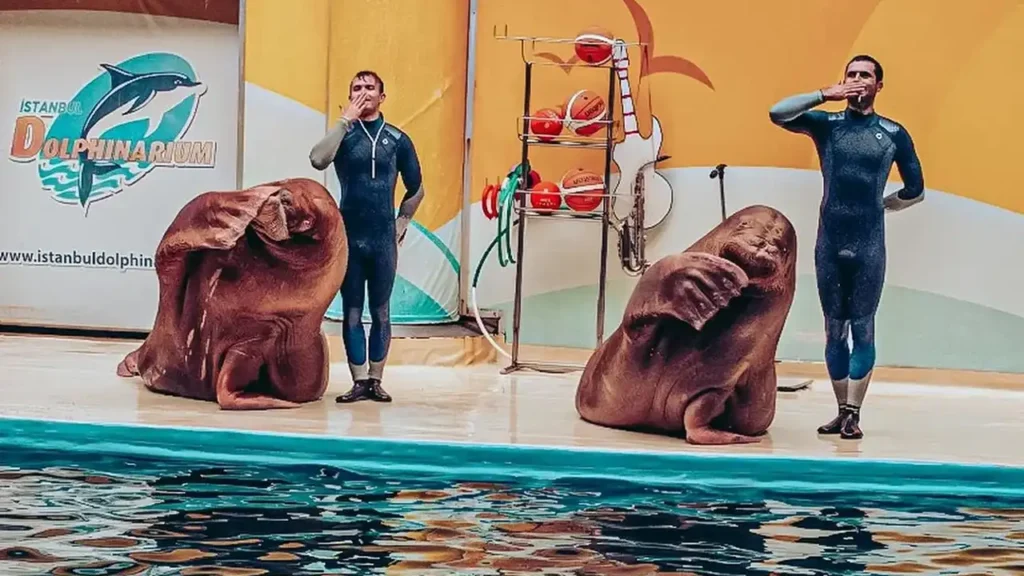 تماشای دلفین ها