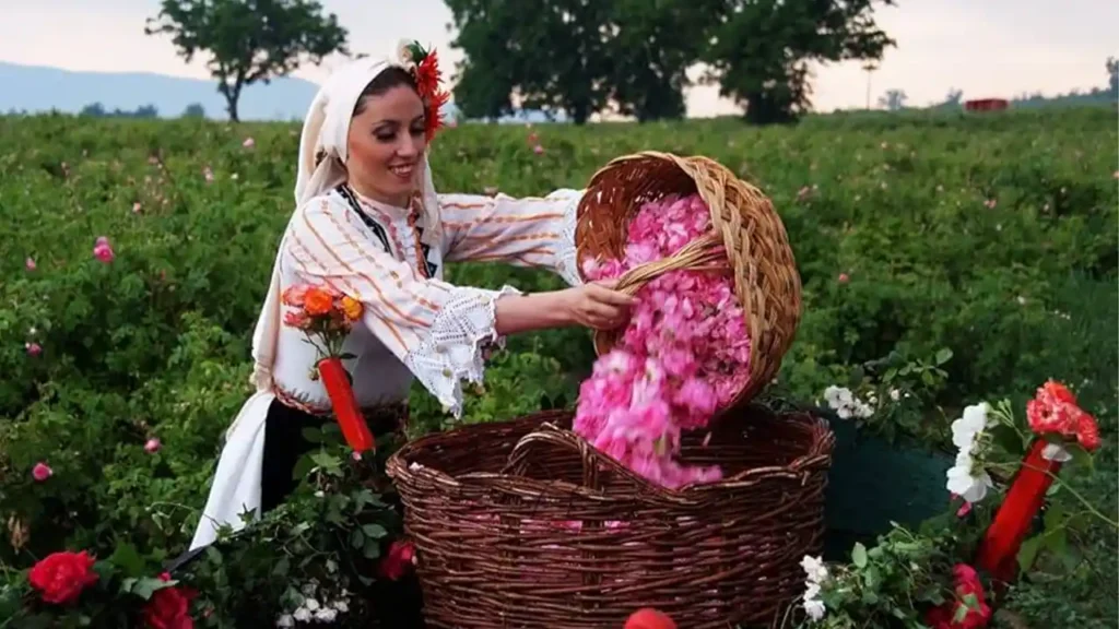 جشنواره گلاب گیری کاشان