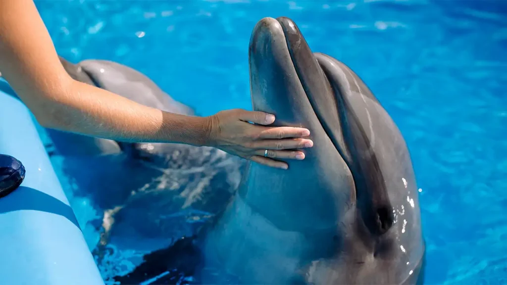 دلفیناریوم تراپی