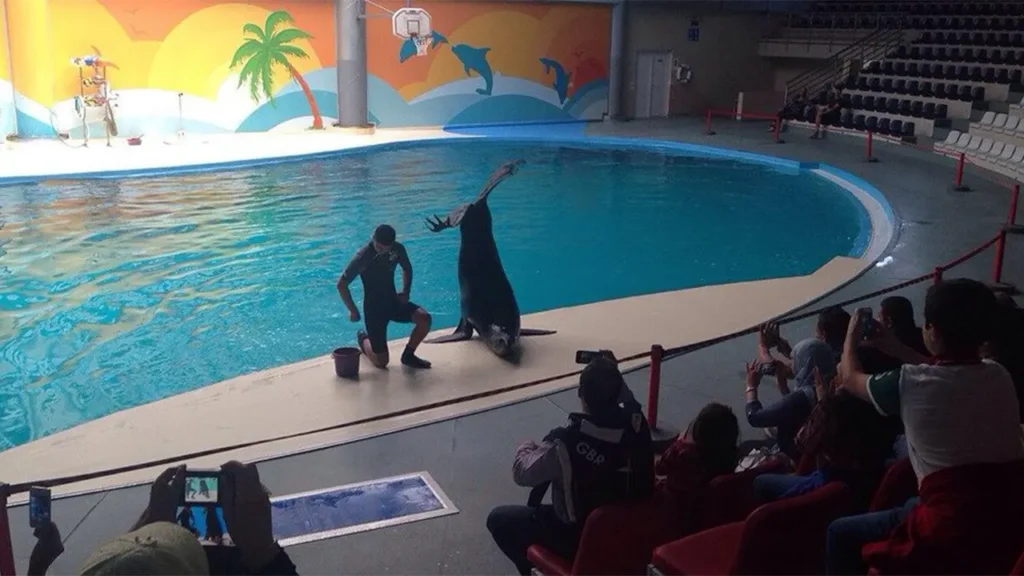 ساعت نمایش دلفین ها