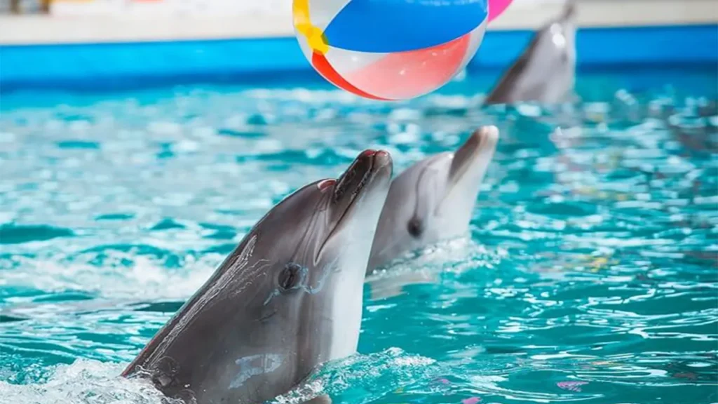 نمایش دلفین ها