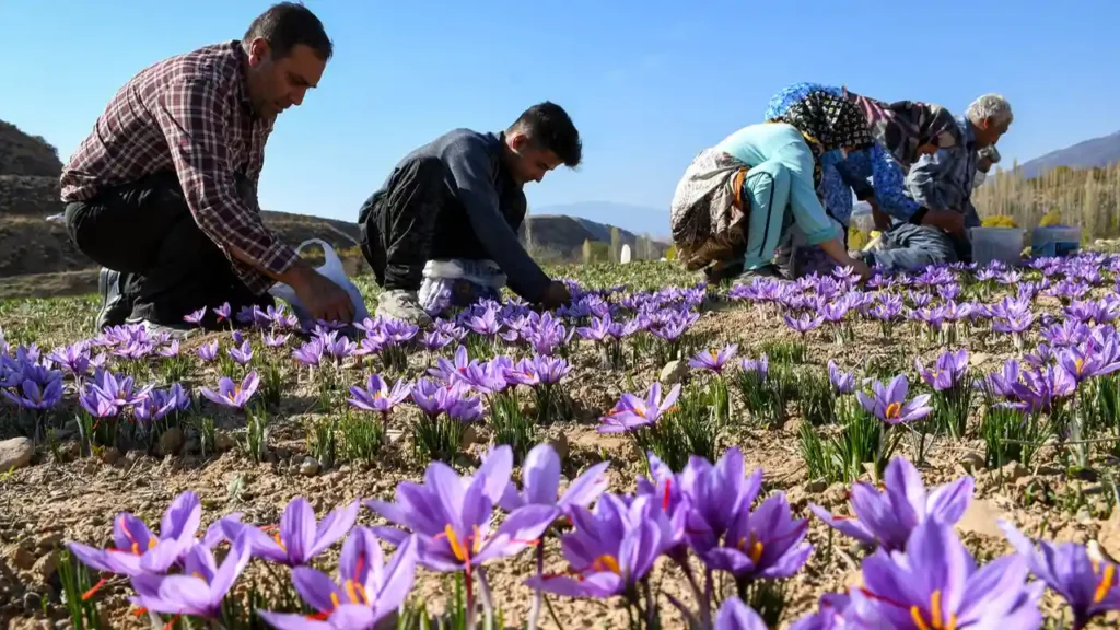 جشنواره طلای سرخ