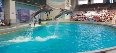 دلفیناریوم استانبول