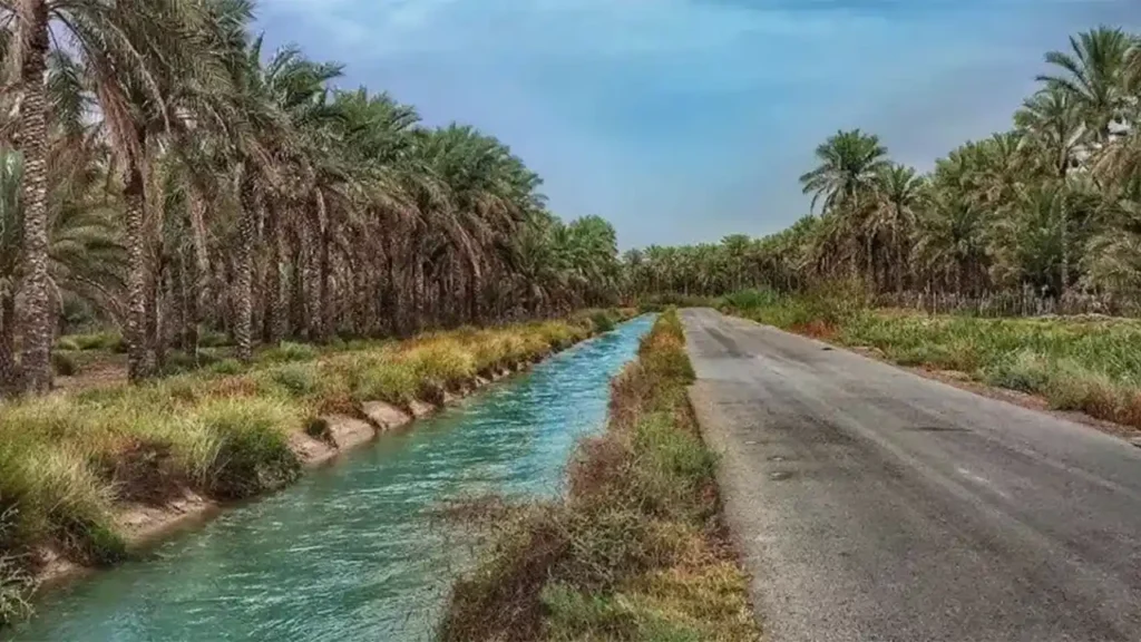 نخلستان های بوشهر