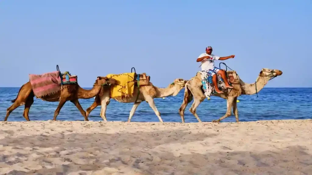 ساحل کمل بدروم