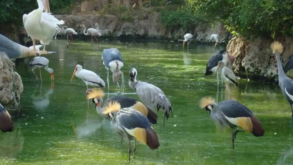 باغ پرندگان کرج